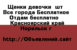 Щенки девочки 4шт - Все города Бесплатное » Отдам бесплатно   . Красноярский край,Норильск г.